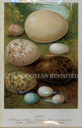 /data/Original Prints/Natural History/EGGS - 1. PIED WAGTAIL 2. HERON 3. WOODCOCK 4. SWIFT 5. BLACK HEADED GULL 6. SNIPE 7. CHIFF-CHAFF 8. MARTIN 9. HEDGE SPARROW.jpg